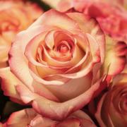 Mediumonline.nl - online medium Rose